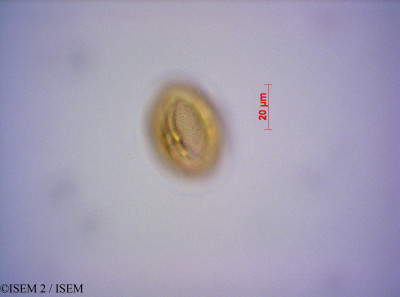 ISEM 2/Clutia_lanceolata_28702/Clutia_lanceolata_28702_0001(copy)_thumb.jpg
